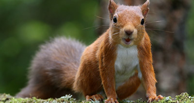 Red squirrel sightings prompt new ground-breaking project