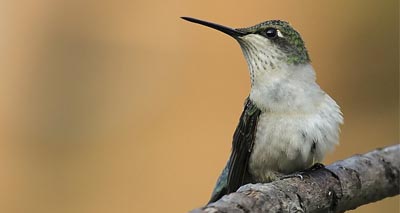 Technology catches up with hummingbirds