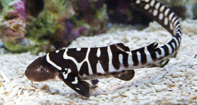 Rare zebra shark born at Sea Life Centre