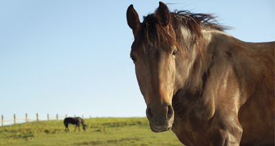 Ear position is crucial to how horses communicate, study finds