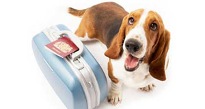 Vets asked to give views on pet travel