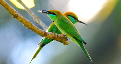 Bee-eaters choose Wight breeding base