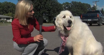 Dog elected as Mayor of Minnesota town
