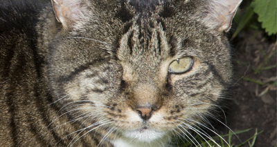 Star-studded awards celebrate heroic felines