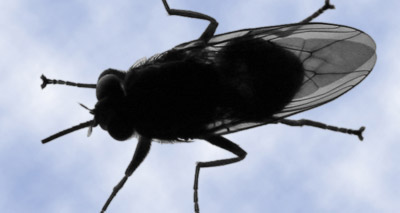 Enzyme may hold the key to fighting deadly parasite disease