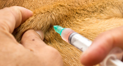 FVE urges continuing vigilance against rabies