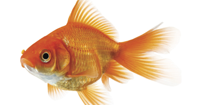 Goldfish surgery goes swimmingly
