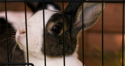 Vets raise concern about lonely pet rabbits