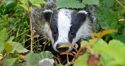 Second year of badger culling begins