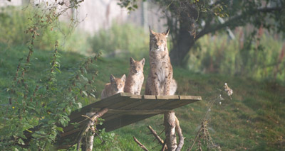 Two northern lynx cubs born in the Highlands