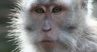 Ebola vaccine provides monkeys with virus protection