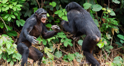 Fatal aggression is chimps is "natural"