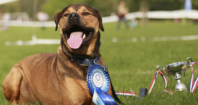 Rottweiler crowned Best Battersea Dog