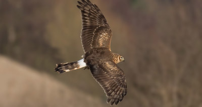 Threatened birds vanish without a trace