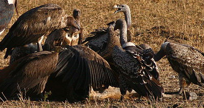 Vultures steal food caught and killed by eagles