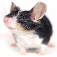 Public support for animal experimentation at 12-year low