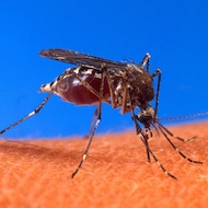 Kent home to potential carrier of West Nile Virus