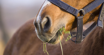 Defra announces agreement to export UK horses to China