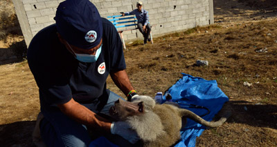 Animals rescued from bombed-out zoo