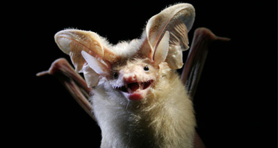Bats change tactics when food is scarce