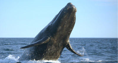 California blue whale population rebounds