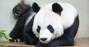 Tian Tian "no longer pregnant"