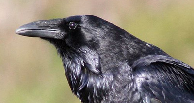 Feather transplant helps rare patient fly again