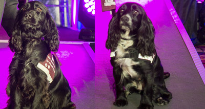 Survivor pups scoop top prize at Hearing Dog Awards