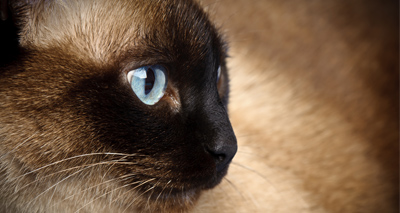 "Questionable results" yielded by feline diabetes research
