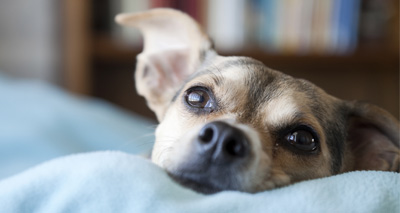 World's first "pet nup" launches
