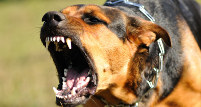 Battersea calls for further action on dangerous dogs