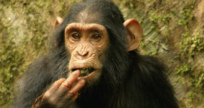 Wild chimps learn new skills from each other