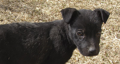 Dog euthanasia sets "a dangerous precedent"