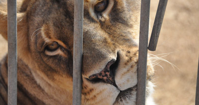 'Iconic' lioness rescued from captivity