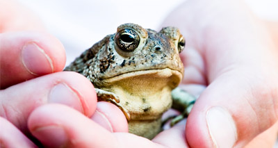 Amphibians wiped out by emerging viruses