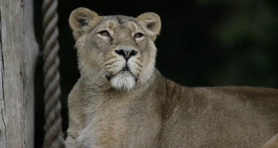 Work to start on ZSL Land of the Lions