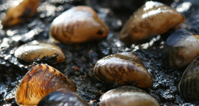 Britain's rivers face invasion of European freshwater species