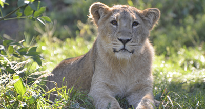 Walk through fire to support lionsĀ
