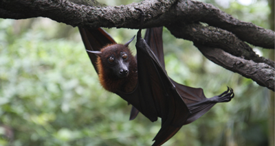 What drives consumption of bat bushmeat?