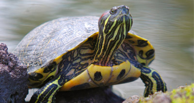 RSPCA prepares for influx of terrapins