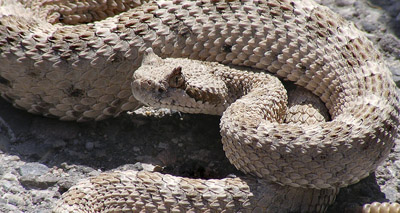 New study sheds light on snake movement 