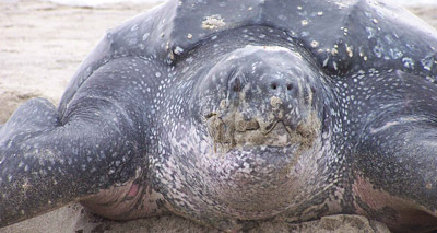 Marine experts baffled by unusual turtle finds