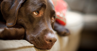 Dog epilepsy research is 'below par'