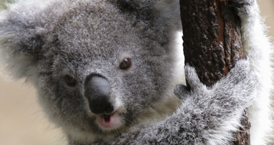 Trial offers hope for koala chlamydia vaccine