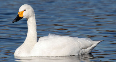 Alarming crash in Bewick's swan numbers