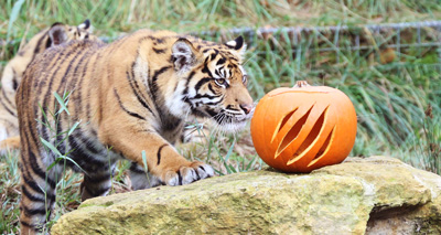 Pumpkin puzzles at London Zoo