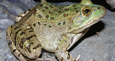 New frog species discovered in the US