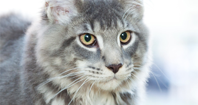 Over 100 Ipswich cats disappear