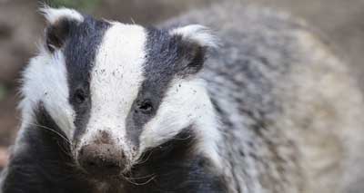 Gloucestershire badger cull ends