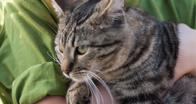 Cat stress poorly understood by owners